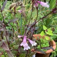 我が家の銅葉の植物を