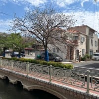 奈良県「サクラ見守り隊」登録