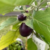 プリザーブドフラワーの仏花と、夏のひまわりスワッグレッスン