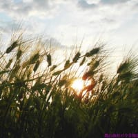 ＜我が家の菜園511＞　緑肥から採種の麦へ