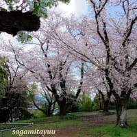 「座間公園」は今、幻想的な「桜天蓋」、「桜ベール」と化す！！