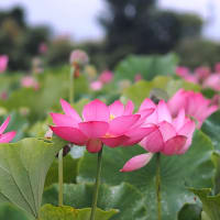 ★安曇野市豊科高家の綺麗なハスの花④  2024