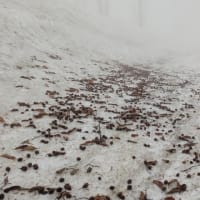 黒倉山　1242ｍ　鍋倉山　1288、8ｍ　残雪