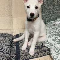 保護犬トライアル中！