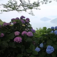 紫雲出山のアジサイ