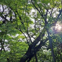 木洩れ日のやさしさと台風の激しさ、どちらも自然の恵みです！