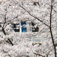 満開の桜景色