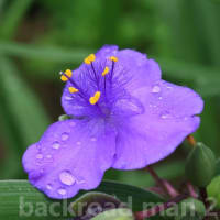 霧雨の紫露草
