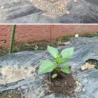 ピーマンが葉を虫に食べられて不調