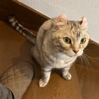 20250630の猫たちと時々犬