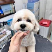 ご報告とお詫び