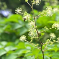 都立薬用植物園③・・・2024.6.20