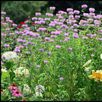 「本庄総合公園」の ハス・他