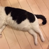 床暖ポンポコリン