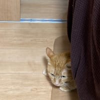 仔猫さん達