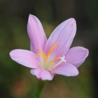 サフランモドキ（ゼフィランサス）の花