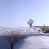 富良野地区の冬の風景