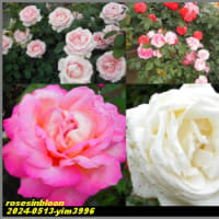 image3996　薔薇、ばら、バラ