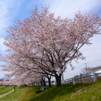 こだま千本桜と芝桜とさざえ堂