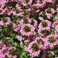 春～秋の花：スカエボラ②