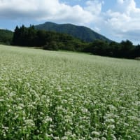 棚田とそば畑～作谷沢