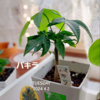 ダイソーの観葉植物100円　パキラを育てる