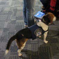 デトロイト空港の麻薬捜査犬