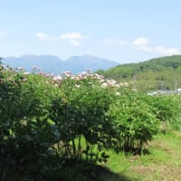 大人になりました（病院帰りの寄道・芍薬満開のフットパス）