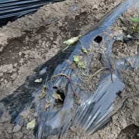 唐芋に水を掛ける　アナグマ被害　2025/06/20（鹿児島）