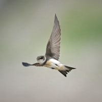 ショウドウツバメ