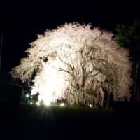 前橋市敷島公園の枝垂れ桜　夜桜　　2025.03.30