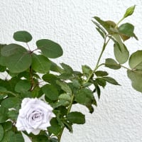 ブルー。