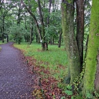 雨の小径です