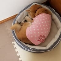 クリンへの想いは尽きなくて・・・317