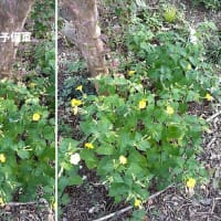 名前が可愛いパイナップルリリーの花が咲き始めたとですぅ～ヾ(≧▽≦)ﾉ