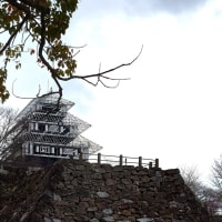 開花、五分咲き、満開！？～舞鶴公園さくらリポート