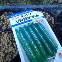 三尺ささげに花がつき始めました　10日