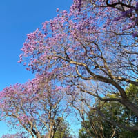 紫の花ジャカランダの季節です