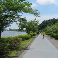 初夏の花咲く千波湖を走って
