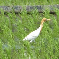 カワセミ