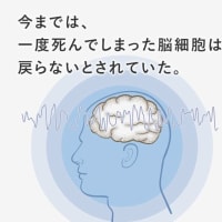  『臨死体験＝死の恐怖の緩和』『死の定義』『脳死』『脳神経の再生』