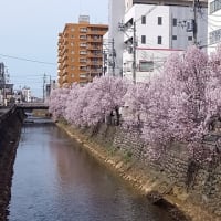高田に春が来た！