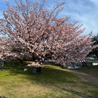 桜の満開の日曜は最後になるだろう