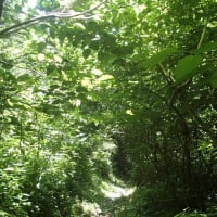 角田山（五倫石～山の神コース）2025梅雨
