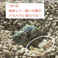 ふぶきちゃん、脱皮中