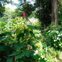夏越の大祓、白岡八幡神社にて