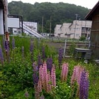 2025/06/22㈰　北海道（道東）へ