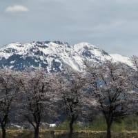 八海山と桜