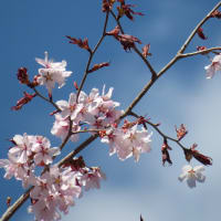 5月の桜も良いけれど、花粉症もぶり返す・・・ってわけですね。。。