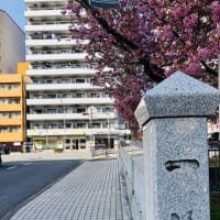 一条戻橋・河津桜＊